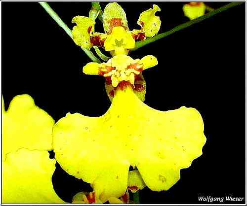 Oncidium flexuosum